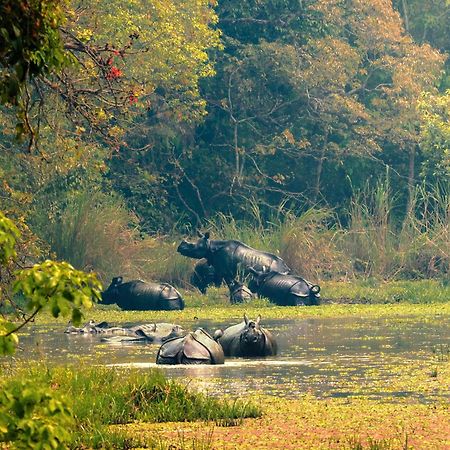 סאורהה Chitwan Gaida Lodge - Animal Lovers & Birdwatchers Paradise מראה חיצוני תמונה