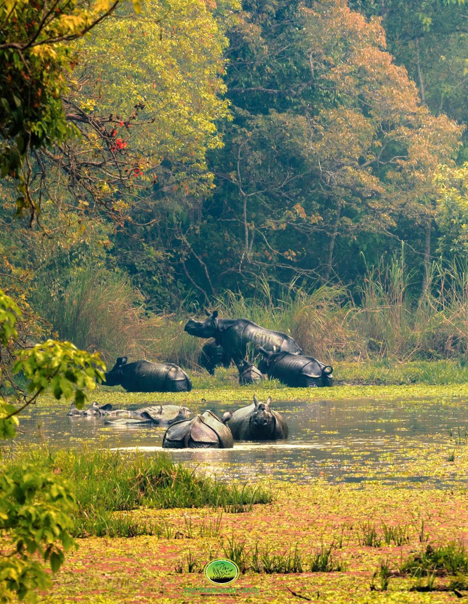 סאורהה Chitwan Gaida Lodge - Animal Lovers & Birdwatchers Paradise מראה חיצוני תמונה